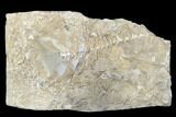 Archimedes Screw Bryozoan Fossil - Alabama #178245-1